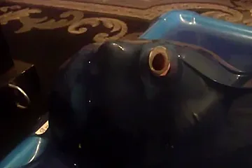 Man In Blue Vacbed - porn video